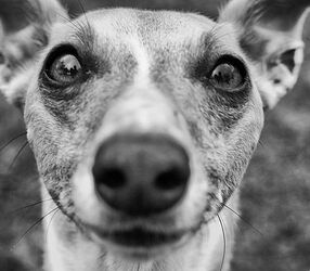 happy whippet